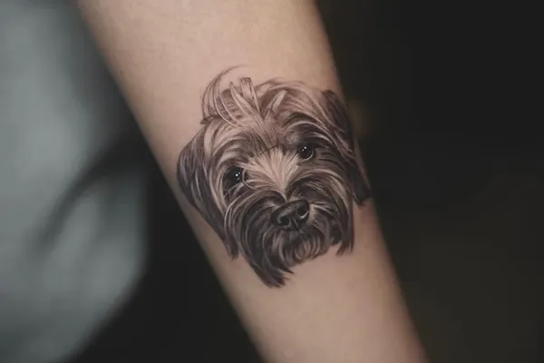 Animal