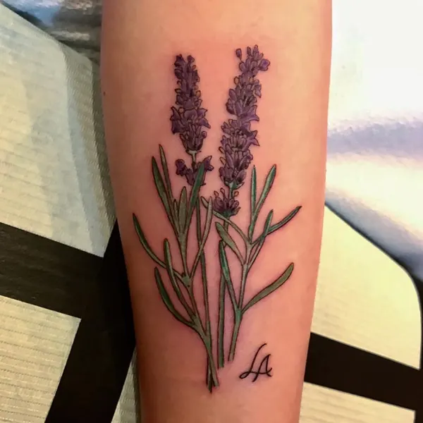 Flower, 라벤더, 허브