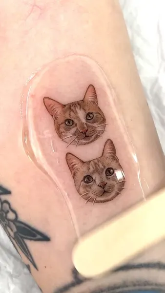 고양이