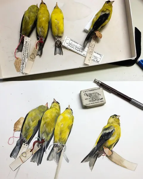 Animal, 벌새, 앵무새, 제비, 새