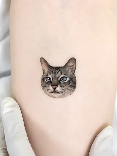 고양이
