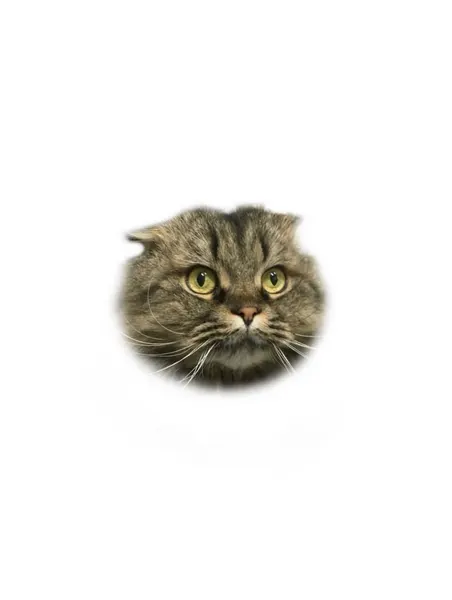 Animal, 텐구, 함사, 고양이, 마네키네코, 반려동물, 여우 가면