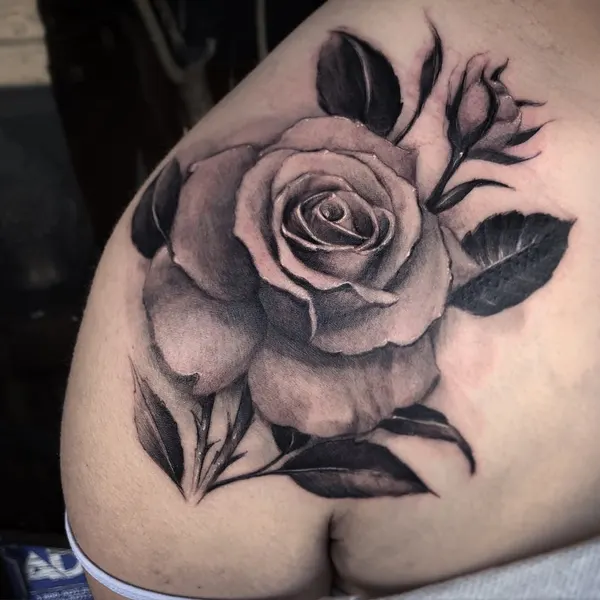 Flower, Rose, Nature