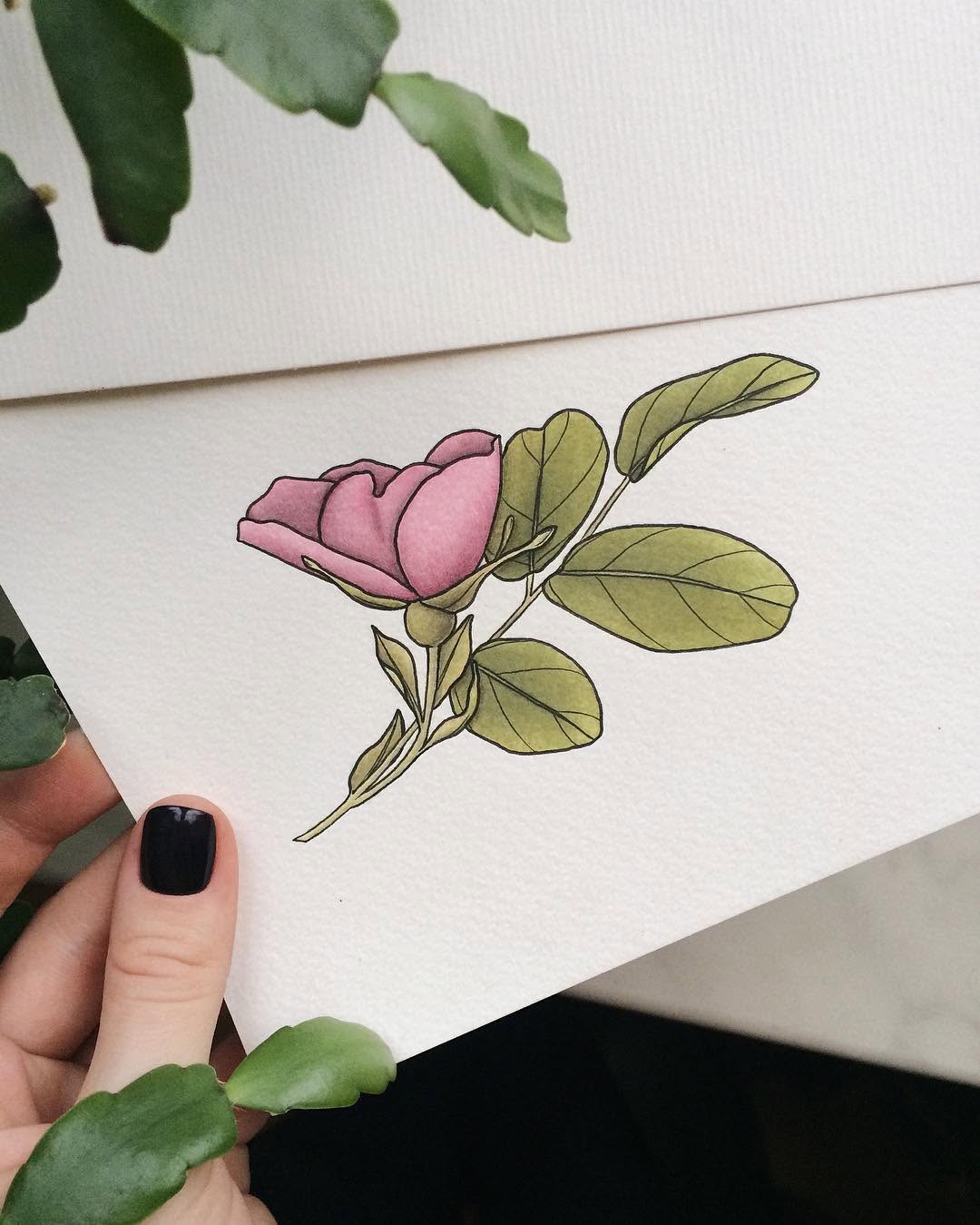 Flower, Rose