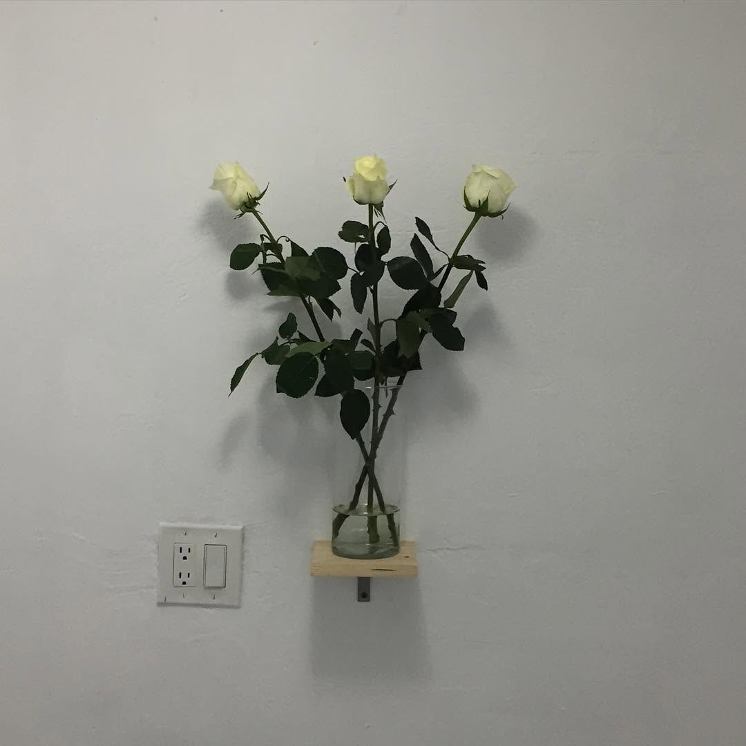 Flower, Rose, Nature
