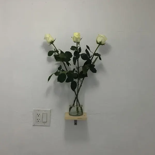 Flower, Rose, Nature