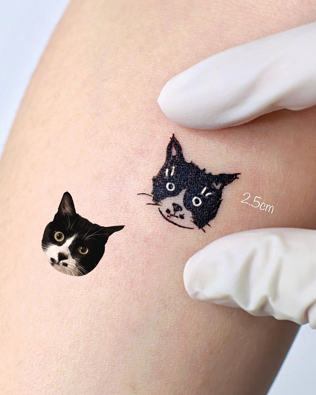 고양이