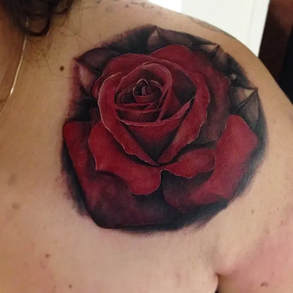 Flower, Nature, Rose