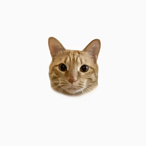 고양이, 여우 가면