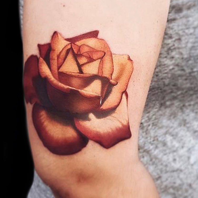 Flower, Rose, Nature