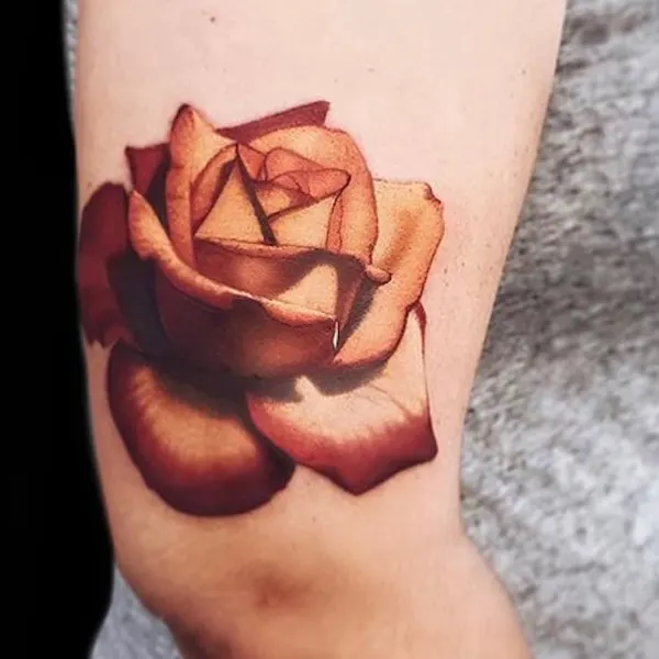 Flower, Rose, Nature