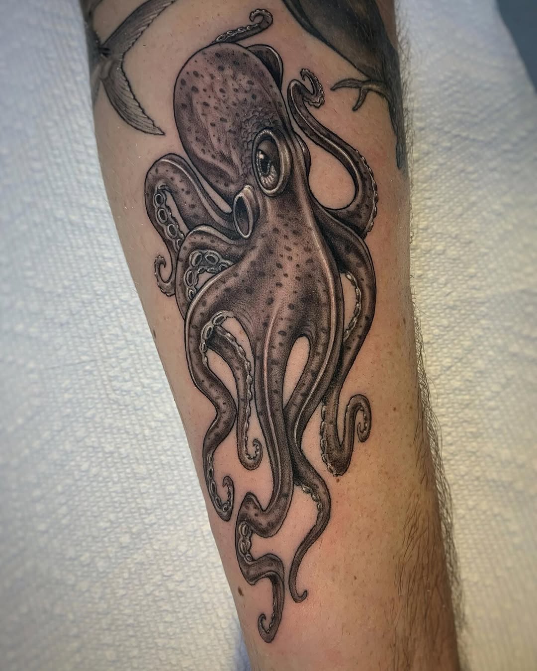 문어, Animal, 오징어, 크라켄