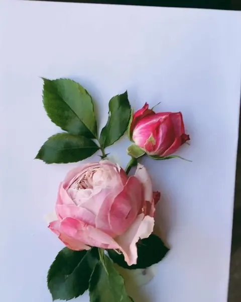 Flower, Rose
