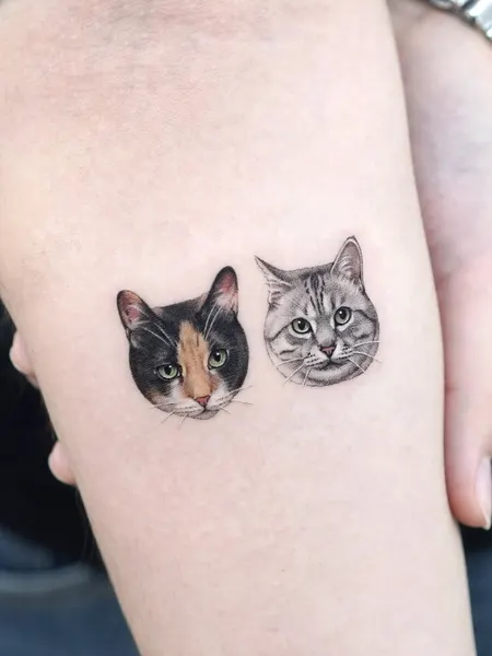 고양이