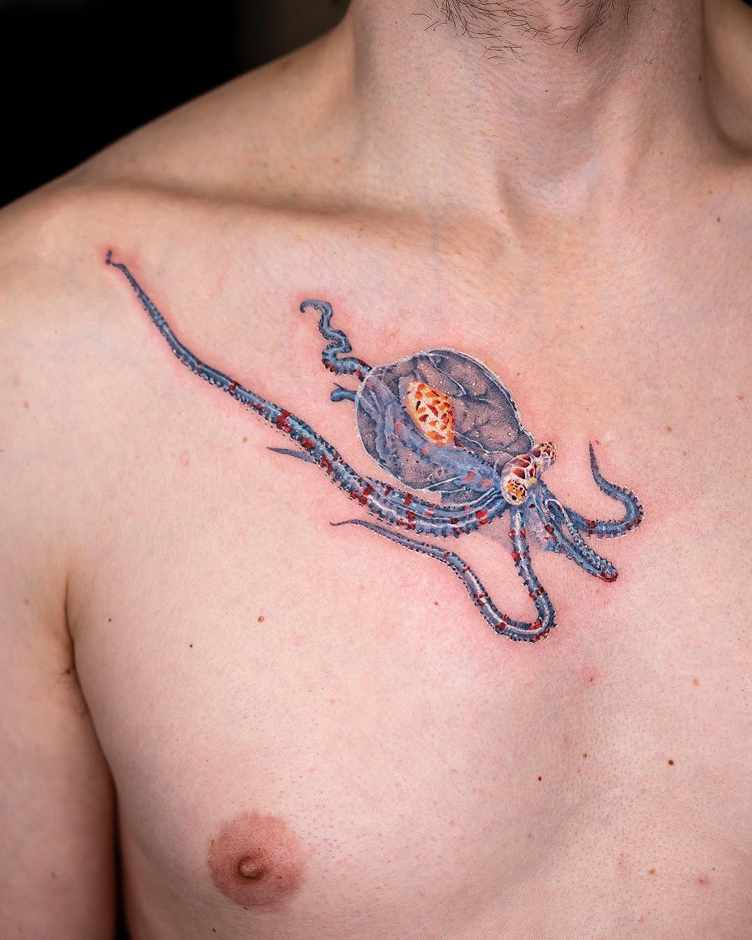 Animal, 게, 바다거북, 문어