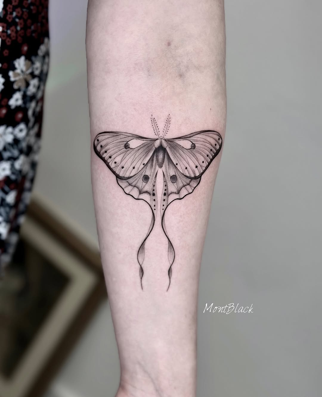 Animal, Nature, 나방