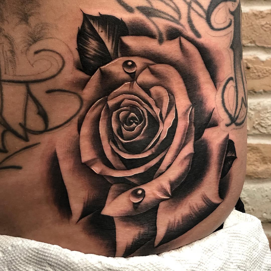 Flower, Rose, Nature