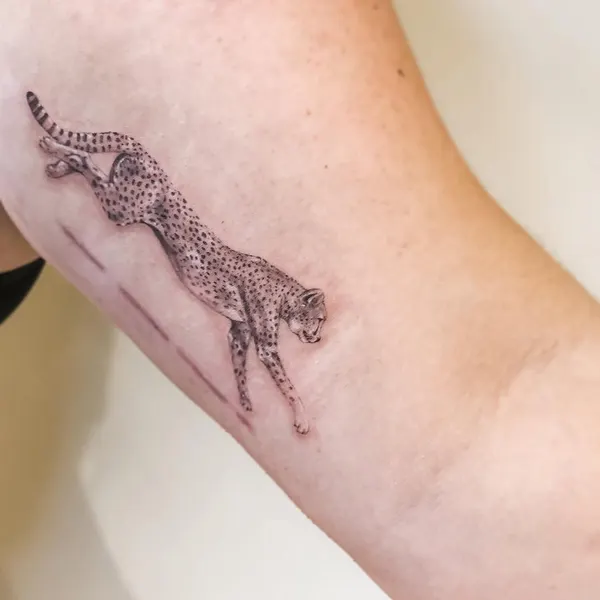 Animal, Tiger, 악어, 도마뱀, 개구리
