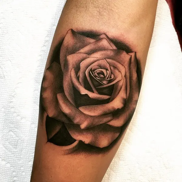 Flower, Rose