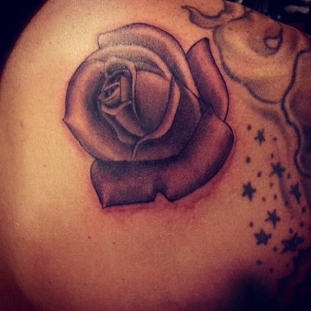 Flower, Rose, Nature