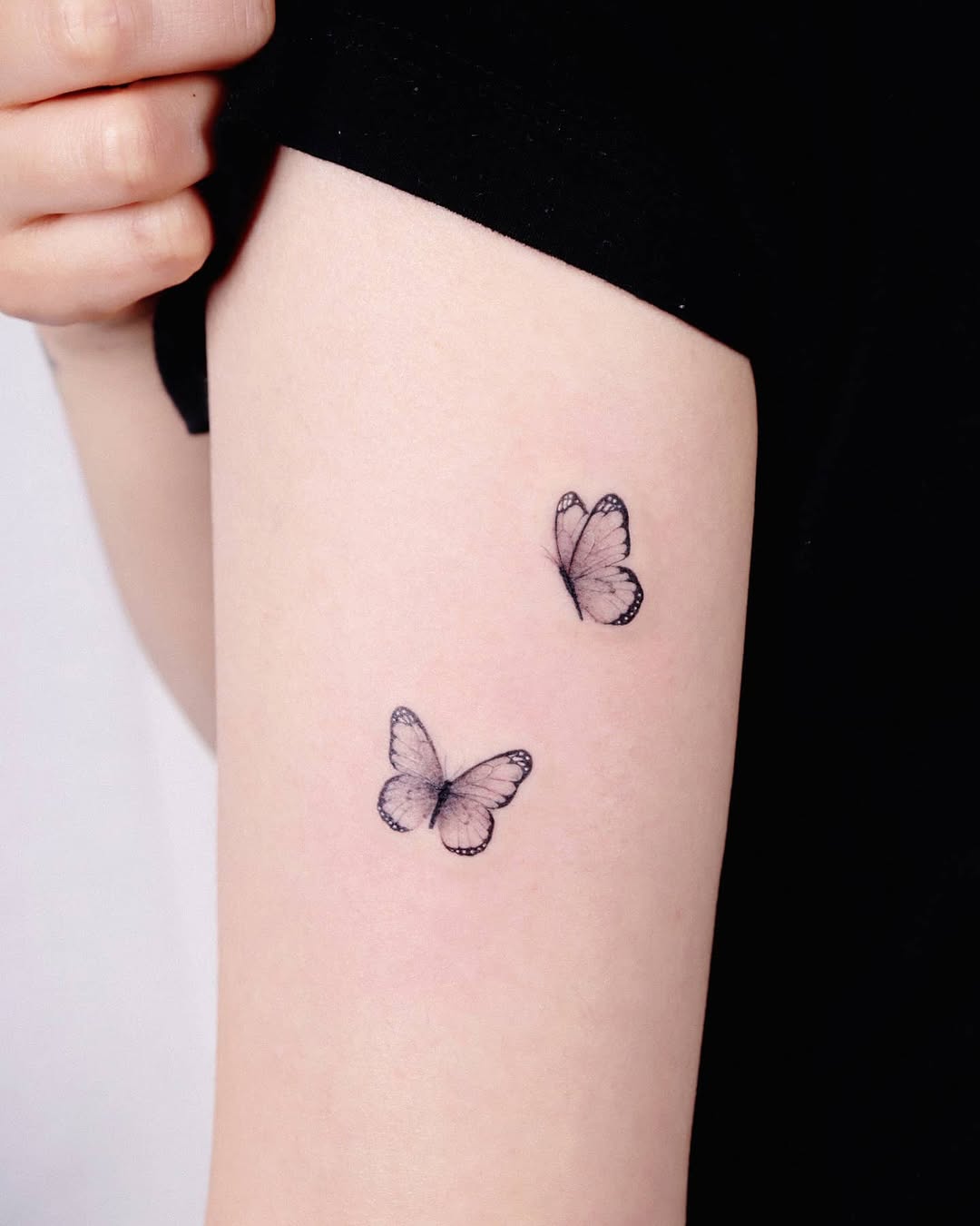 Animal, Nature, 나비