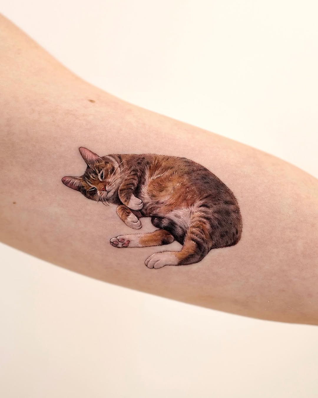 고양이, 반려동물