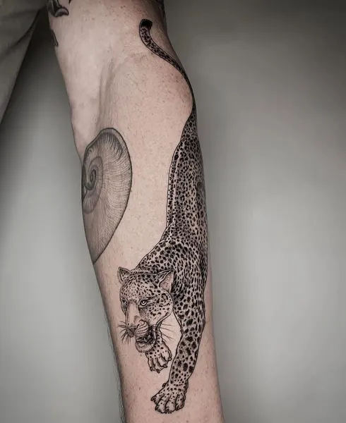 Tiger, Animal