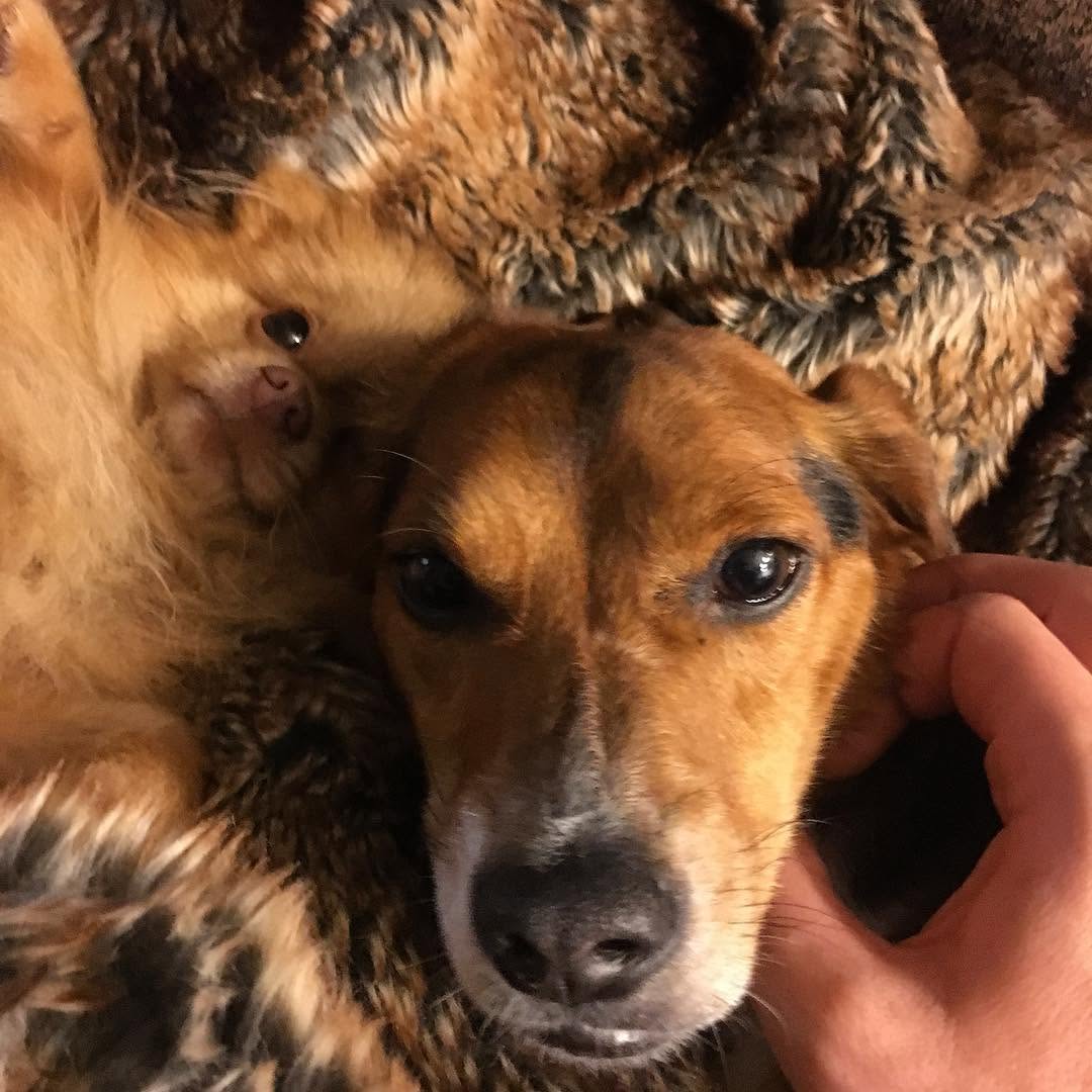 Animal