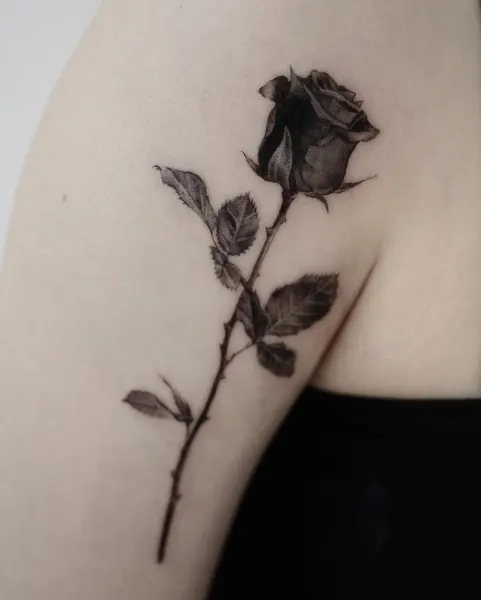 Flower, Rose, Nature