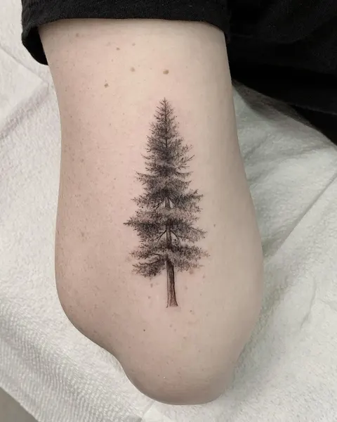 소나무, 숲, 나무, 고사리, Nature