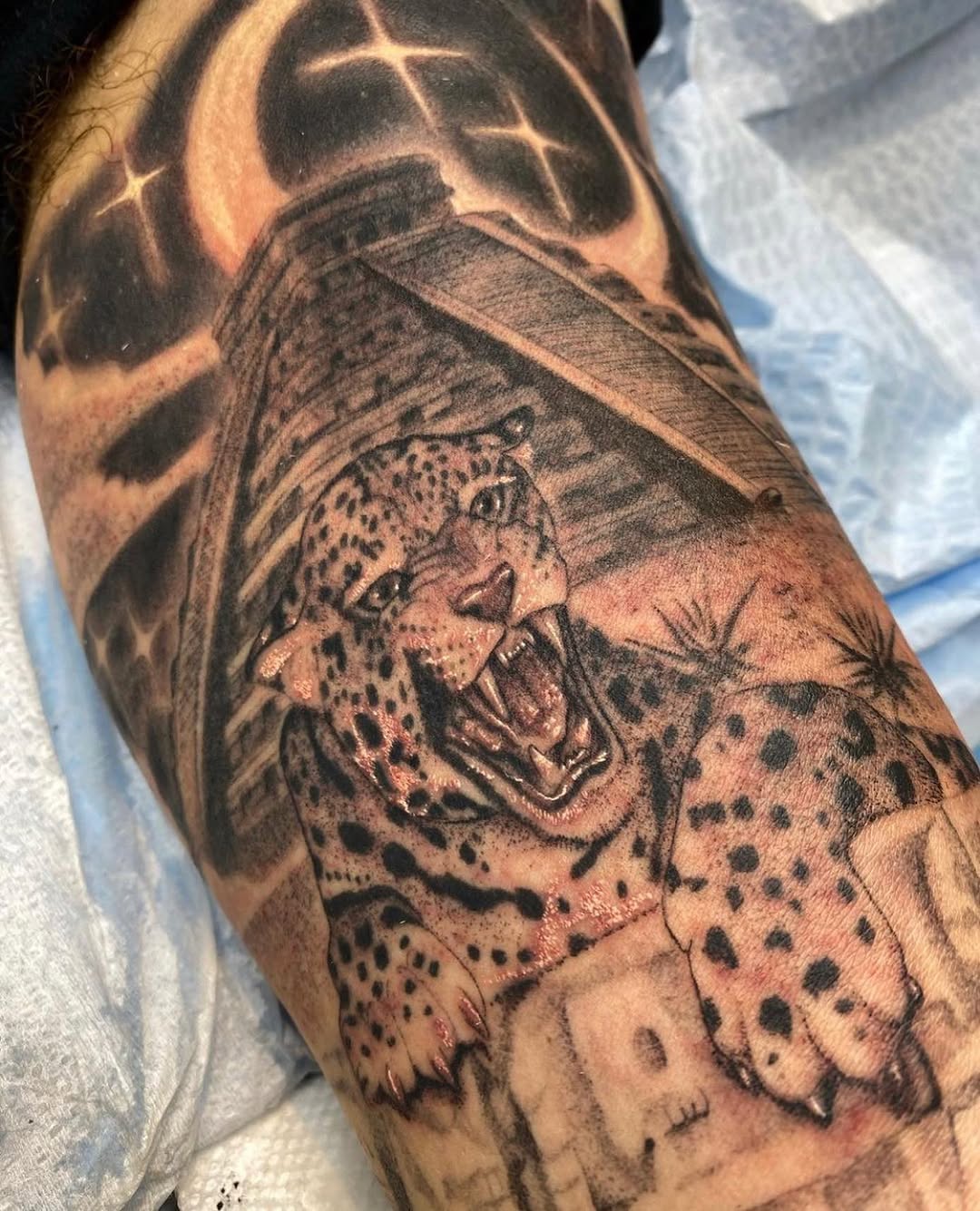Animal, Tiger, 표범