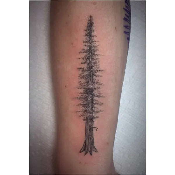 Nature, 소나무
