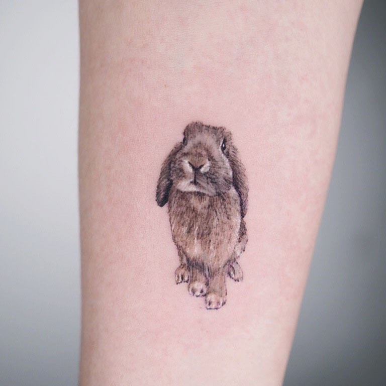 Animal, 토끼