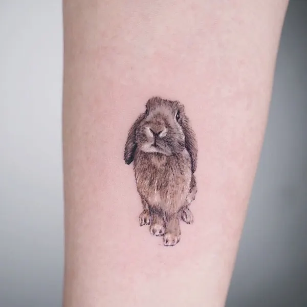 Animal, 토끼