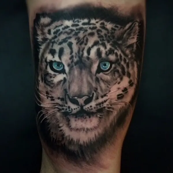 Animal, 치타, 표범