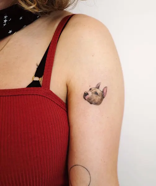 쥐, Animal, 돼지, 고슴도치, Mini