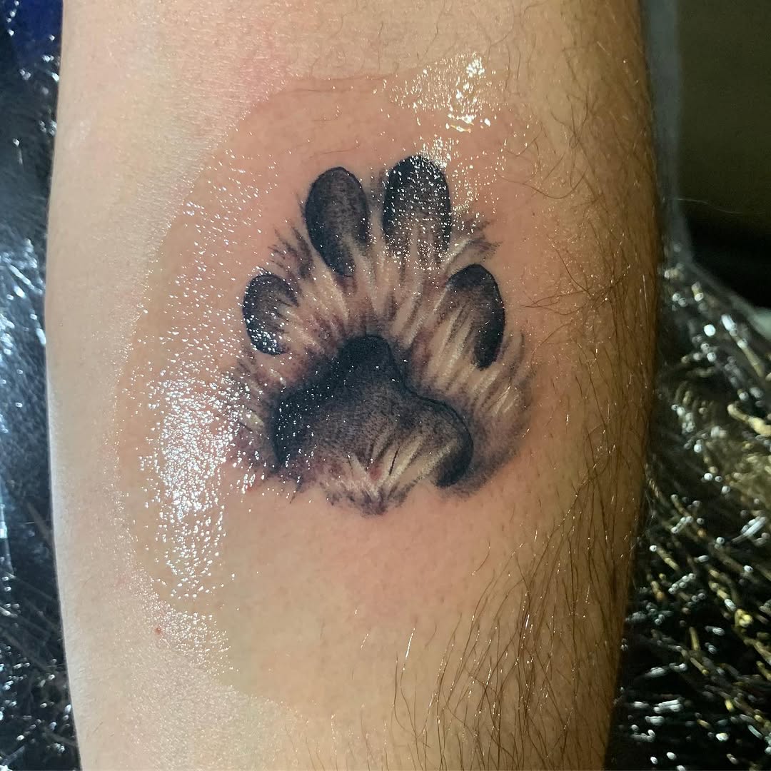 Animal, 너구리, 고슴도치