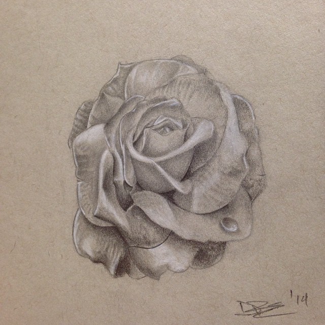 Flower, Rose