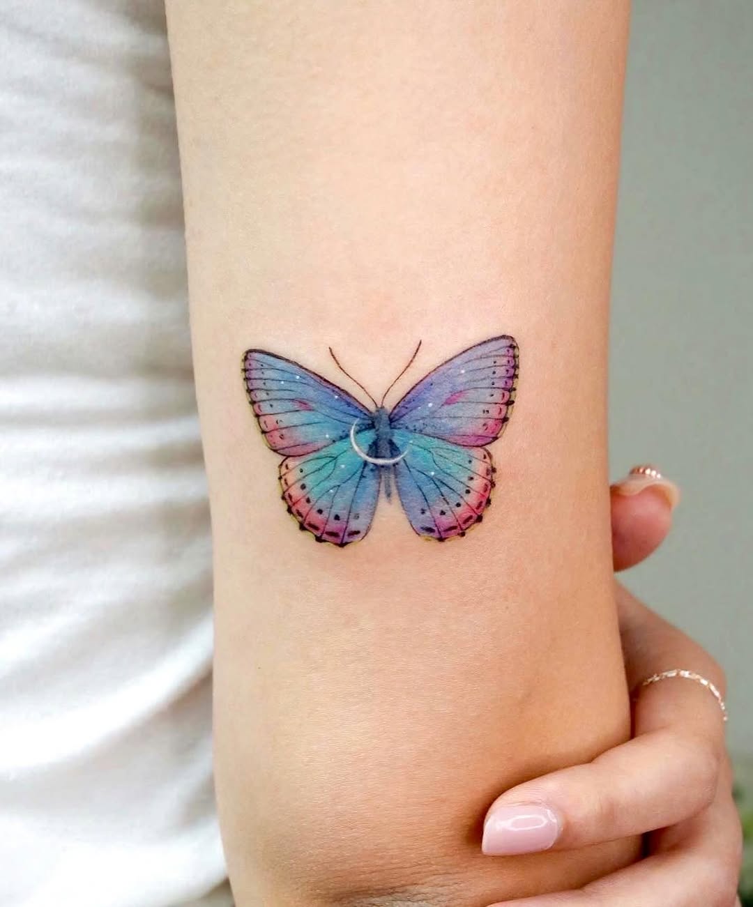 Animal, Nature, 나방