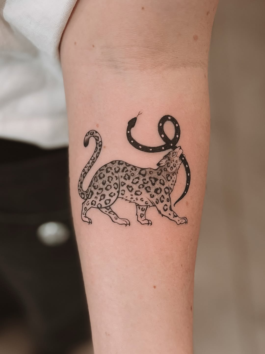 Tiger, Animal, 치타, 팬서, 표범, 여우 가면