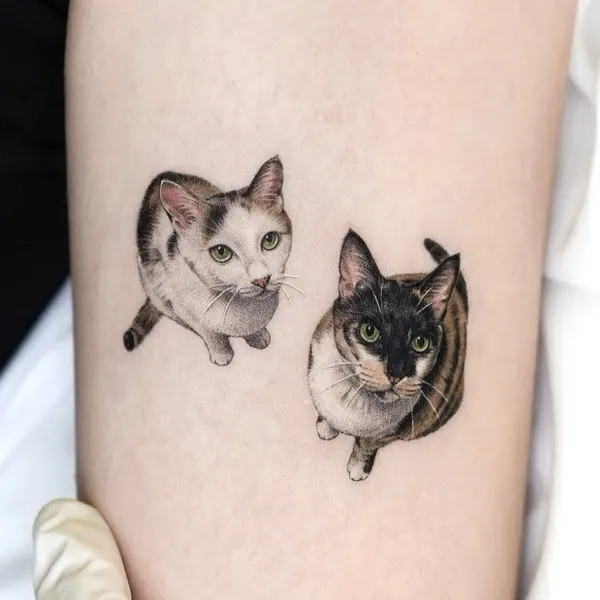 Animal