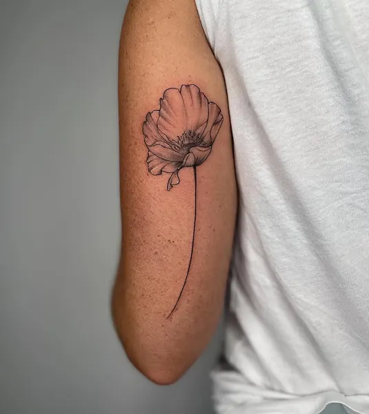 Flower, Rose, 양귀비