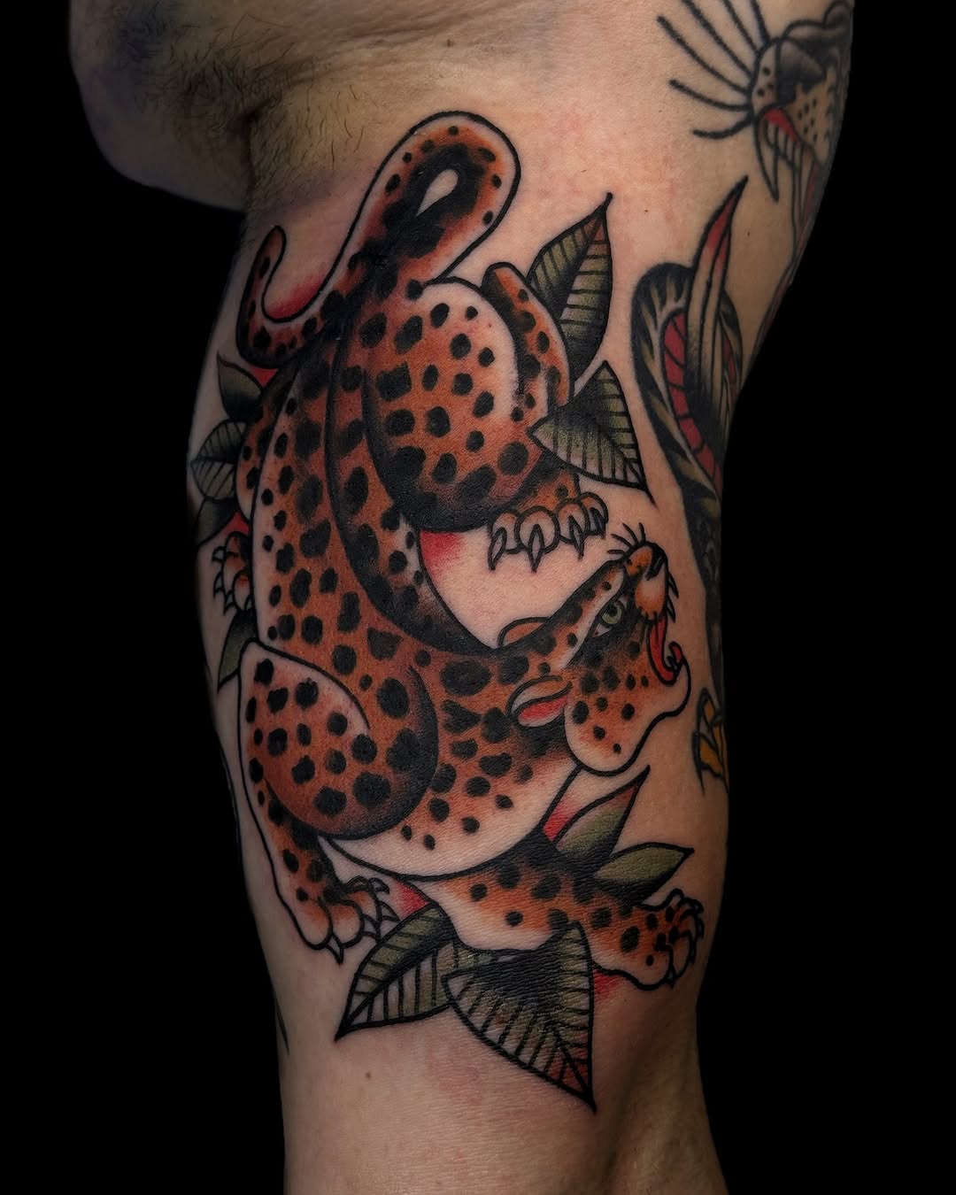 Tiger, Animal, Dragon, 표범