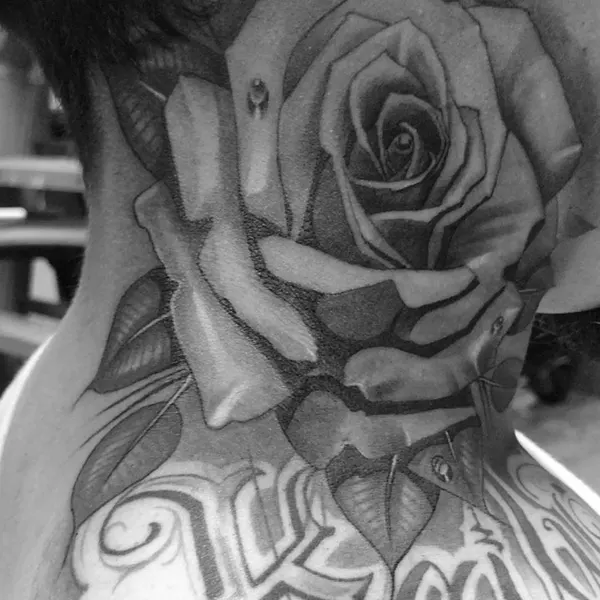 Rose, Flower, Nature
