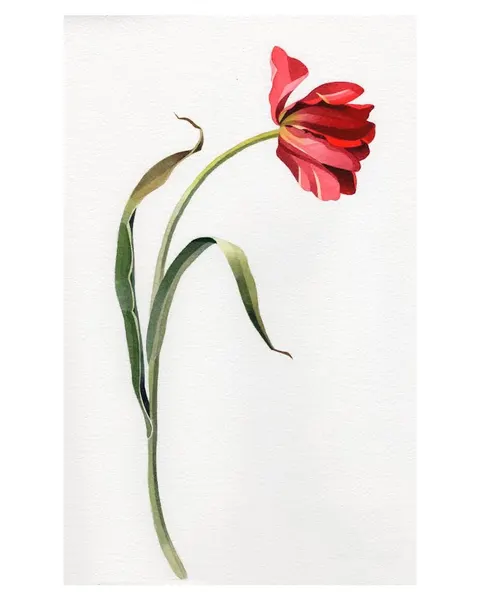 Flower, 모란, 튤립