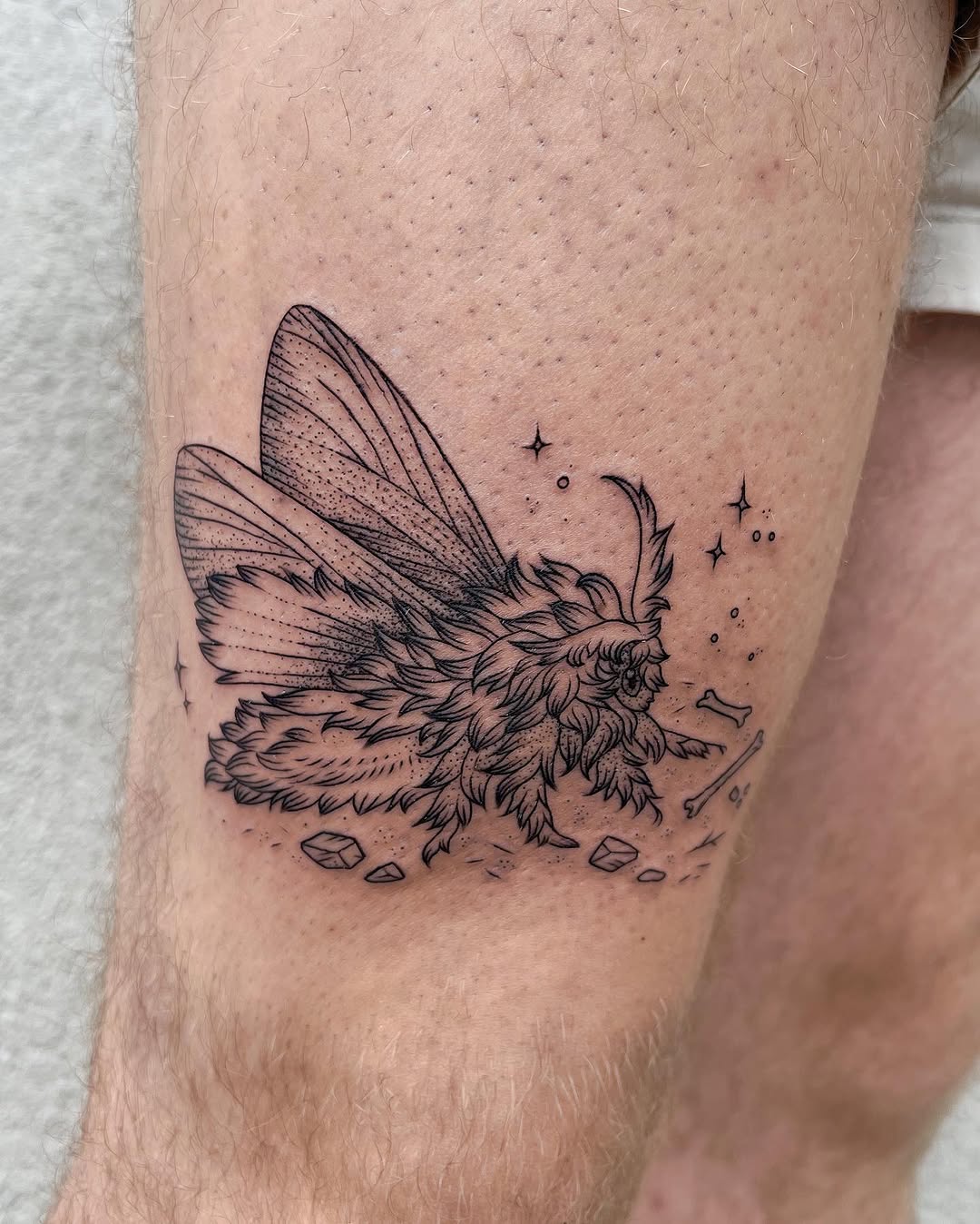 Animal, Nature