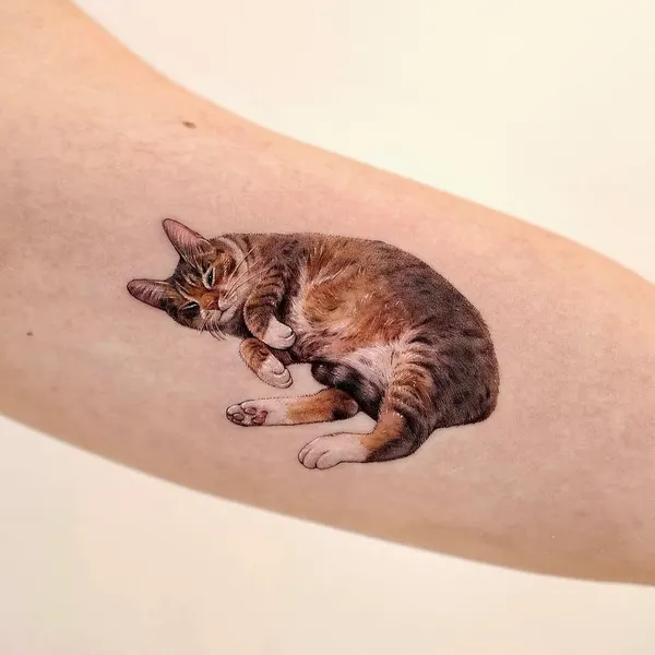 고양이