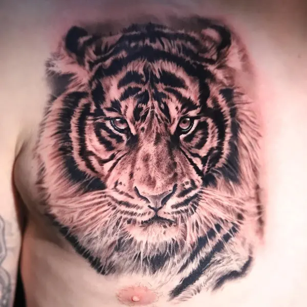 Tiger, 중국 호랑이, 한국 호랑이