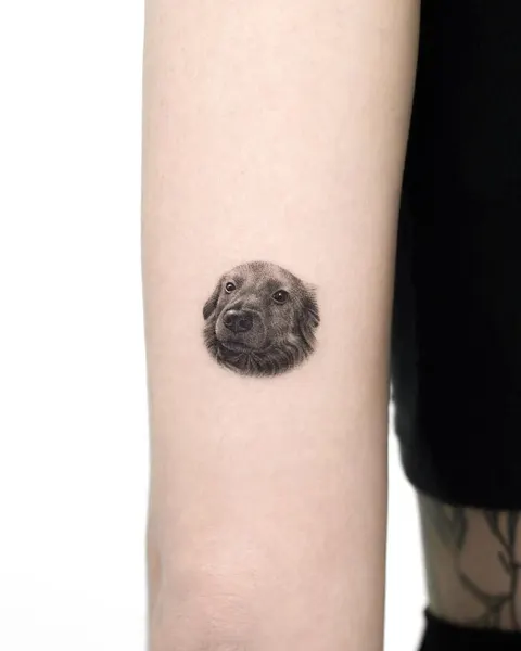 Animal, 고슴도치, 나무늘보