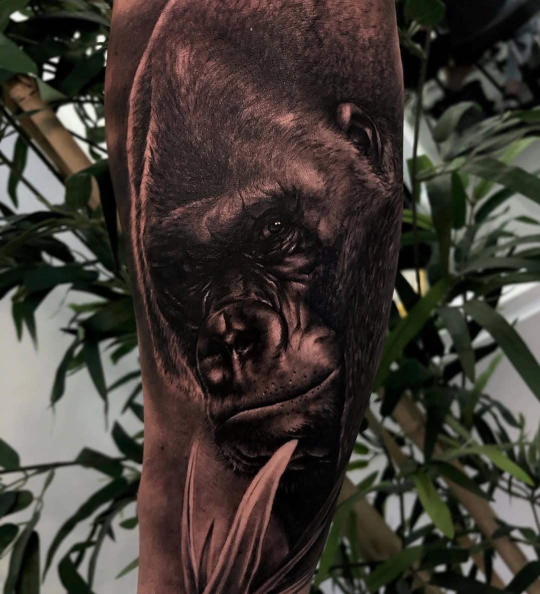 Animal, Tiger, 고릴라, 원숭이